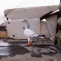 کبوتر کله سینه شامی چپ ساده پلنگ سبزالمان کفترپرش