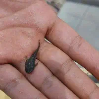 لجن خوار البینو|ماهی|یزد, |دیوار