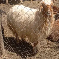 بز بزغاله چپیش میش بره گوسفند