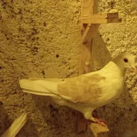 کبوتر ماده|پرنده|تربت جام, یحیی آباد|دیوار