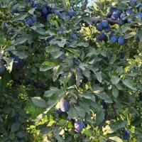 نهال آلو خرمایی|خدمات باغبانی و درختکاری|تبریز, |دیوار