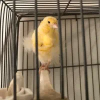 قناری ماده فری|پرنده|سبزوار, هویزه|دیوار