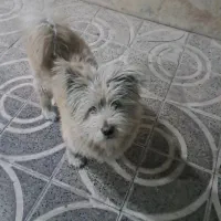 گمشده|حیوانات|زنجان, |دیوار