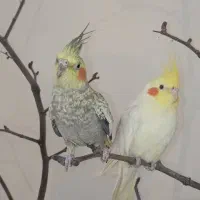 یک جفت عروس لوتینو و گلباقالی