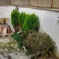 درخت های کاج دائما سبزده ساله کاملا سالم بدون آفت|گل و گیاه طبیعی|رشت, شکار اسطلخ|دیوار