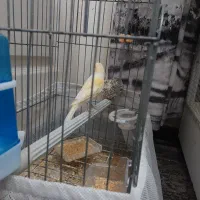 یک عدد قناری موزاییکی|پرنده|تهران, شهرک ولیعصر شمالی|دیوار