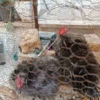 تخم مرغ نطفه دارابریشمی ومرغ وخروس تخم گذاروجوجه|حیوانات مزرعه|قم, حاج خلیل|دیوار