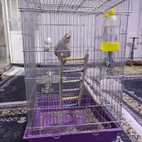عروس هلندی ماده با قفس بزرگ
