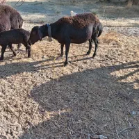 قوچ و میش|حیوانات مزرعه|اصفهان, باغ زرشک|دیوار