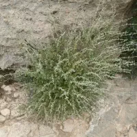 اویشن کوهی
