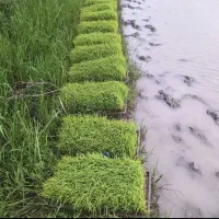 سبد و جعبه برنج طارم هاشمی