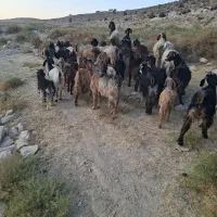 فروش ۳۰ عدد بز جوان با کهره|حیوانات مزرعه|کوار, |دیوار