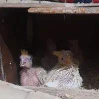 انواع طوطی برزیلی و عروس هلندی