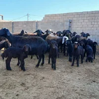 فروش گوسفند|حیوانات مزرعه|میاندوآب, |دیوار