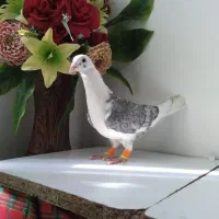 ۵ تا کفتر|پرنده|تربتحیدریه, یحیی آباد|دیوار