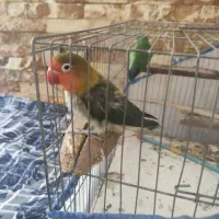 کوتوله برزیلی یه جفت