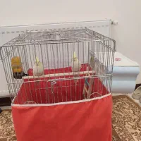 عروس هلندی|پرنده|قروه, |دیوار