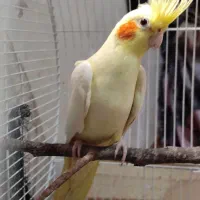 عروس هلندی ماده|پرنده|شفت, |دیوار