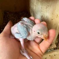 جوجه طوطی ملنگو