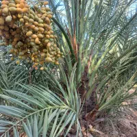 پاجوش نخل دیری وگنتار
