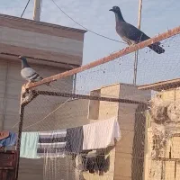 کفتر|پرنده|گناباد, |دیوار