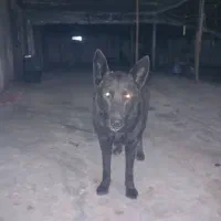 سگ ژرمن بلک|سگ|خشکبیجار, |دیوار