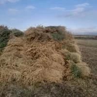 یونجه تازه برداشت