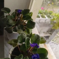 گل بنفشه آفریقایی فروشی|گل و گیاه طبیعی|حویق, |دیوار