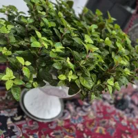 گل  اپارتمانی خوشگل