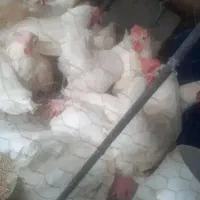 مرغ سفید تخم گذار