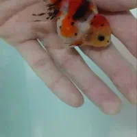 گلدفیش 3عدد