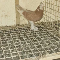 کفتر بلژیکی وشازده زرد زیبا|پرنده|تهران, انبار نفت|دیوار