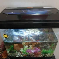 آکواریوم|ماهی|کرج, گوهردشت|دیوار