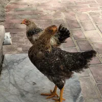 جوجه محلی بالغ|حیوانات مزرعه|قشم, |دیوار