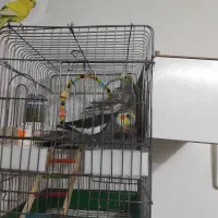 عروس هلندی سخنگو