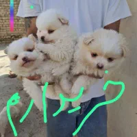 سگ خوشکل توله زیبا