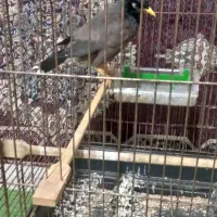 مینا زرنگو بازیگوش