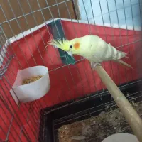 عروس لوتینو دستی