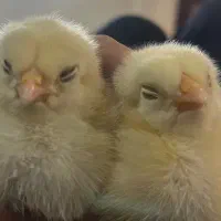 جوجه برهما