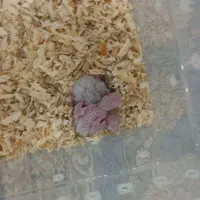 یک جفت جوجه طوطی برزیلی