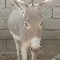 الاغ|حیوانات مزرعه|بردسکن, |دیوار