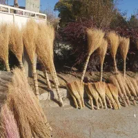 جارو|لوازم نظافت|دهگلان, |دیوار