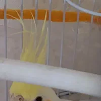 عروس هلندی ماده