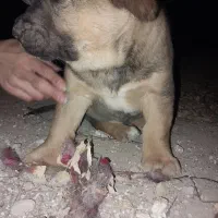 معاوضه با بچه گربه اسکاتیش|سگ|کرج, شهرک یاس جنوبی|دیوار