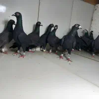 دسته ۲۰تایی پرشی نر زاغ