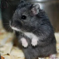 واگذاری همستر