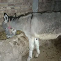 خر جوان