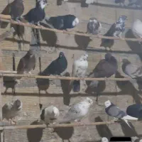 کبوترای پرشی|پرنده|قم, عمار یاسر|دیوار