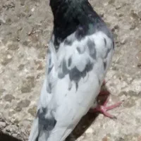 کبوتر رنگی و پلاکی قره|پرنده|شنبه و طسوج, |دیوار