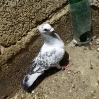 سه تا نر